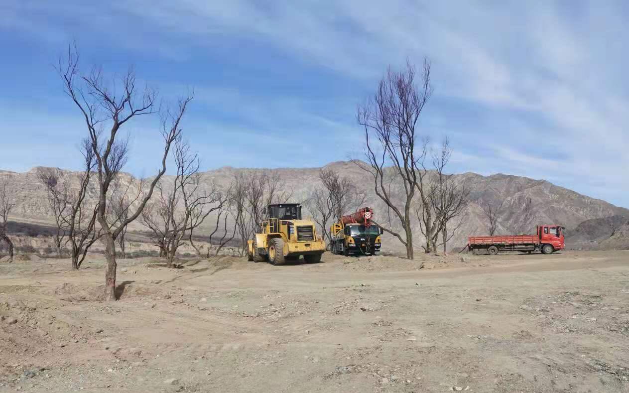 12月16日，工人驾驶卡车、吊车、挖掘机正在移植柽柳。受访者供图