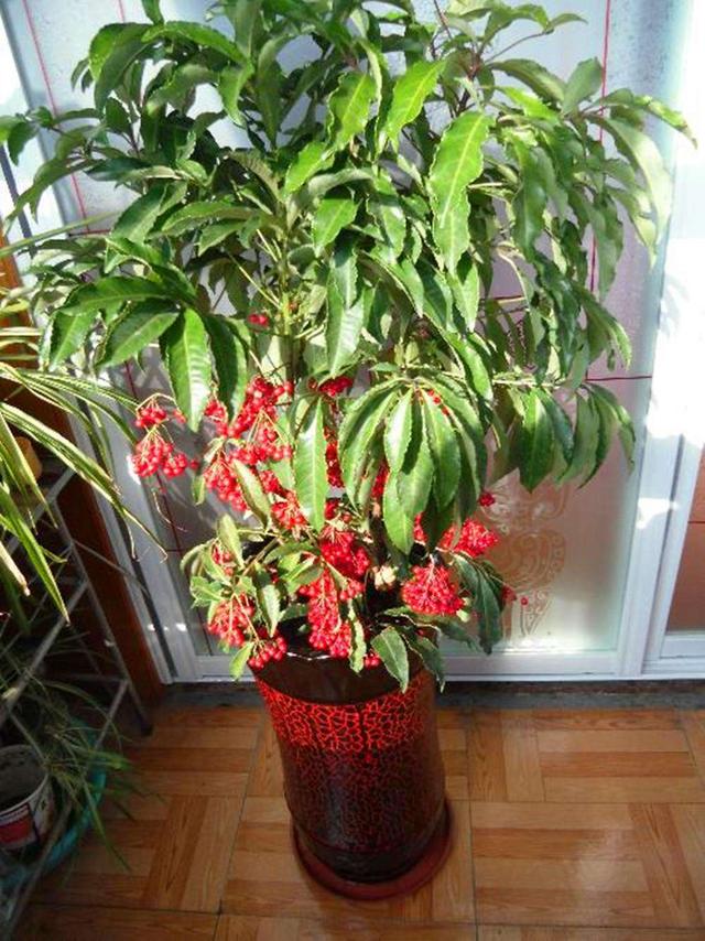 这种红果子叫黄金万两,挂满红果子看着真喜庆,增加气氛就养它|养护_新