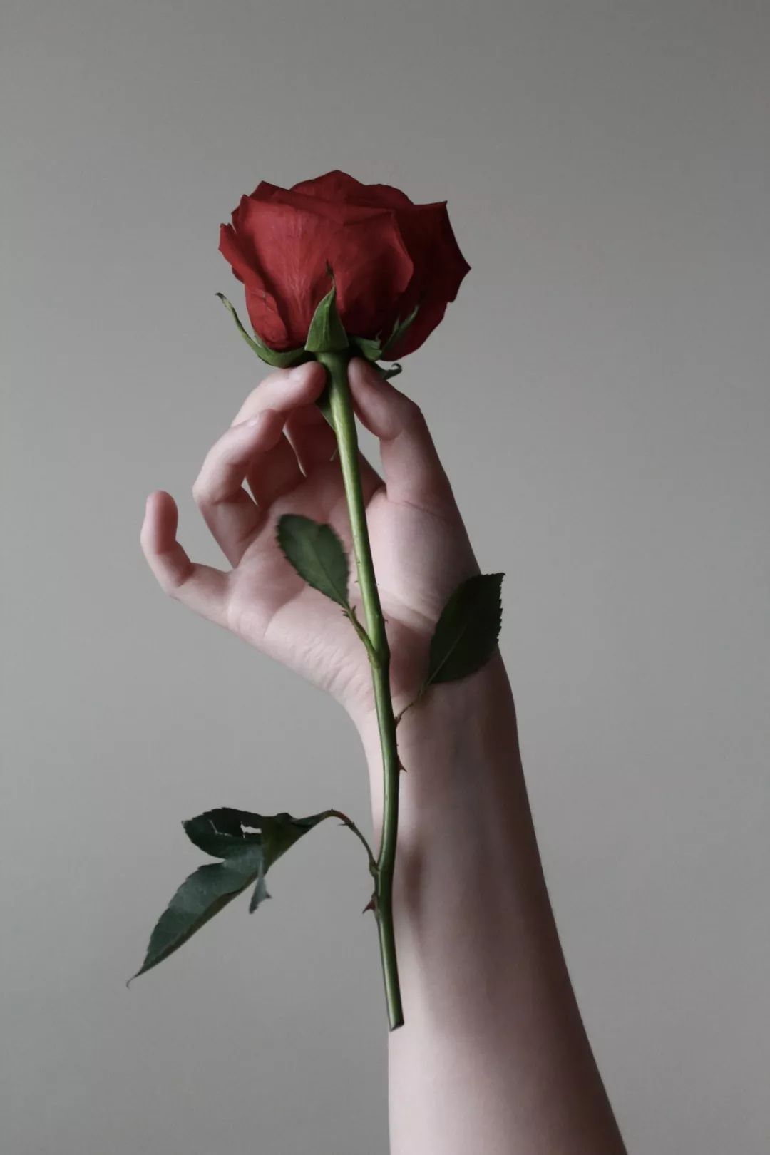 痛就放手的玫瑰花图片图片