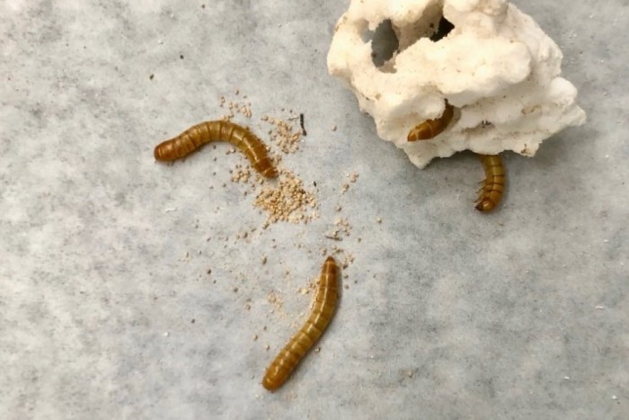 研究表明有毒添加剂不会在以聚苯乙烯泡沫塑料为食的黄粉虫体内积聚