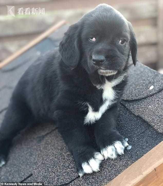 狗中的"卡西莫多" 8个月大拉布拉多犬天生面部畸形扭曲牙齿外露