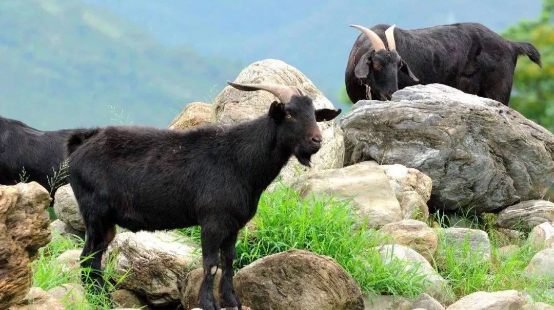 今天起,营山第三届黑山羊美食文化节精彩登场!赶紧来凑热闹