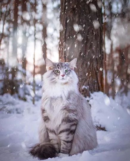 雪地里的小精灵!霸气外露的挪威森林猫好帅啊!