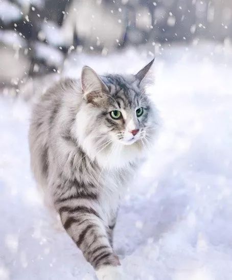 雪地里的小精灵!霸气外露的挪威森林猫好帅啊!