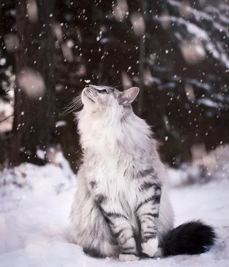 雪地里的小精灵!霸气外露的挪威森林猫好帅啊!