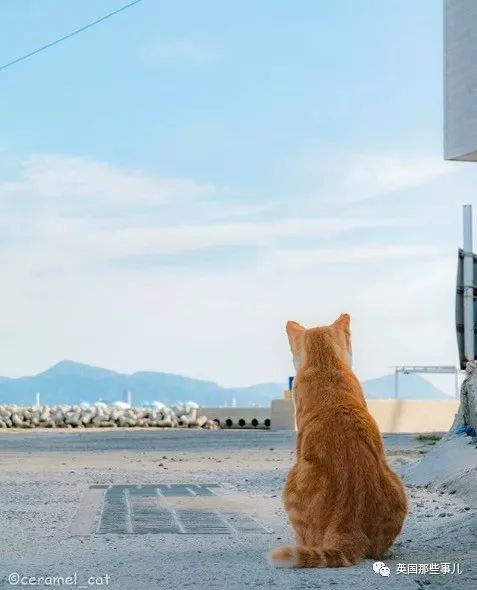 猫咪的背影杀真的怎么都看不够啊