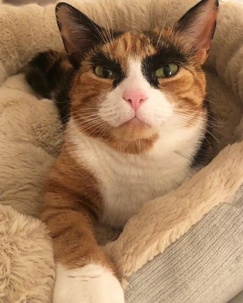 三花猫天生拥有特殊花纹就是这对浓黑眉毛太出戏了笑屎