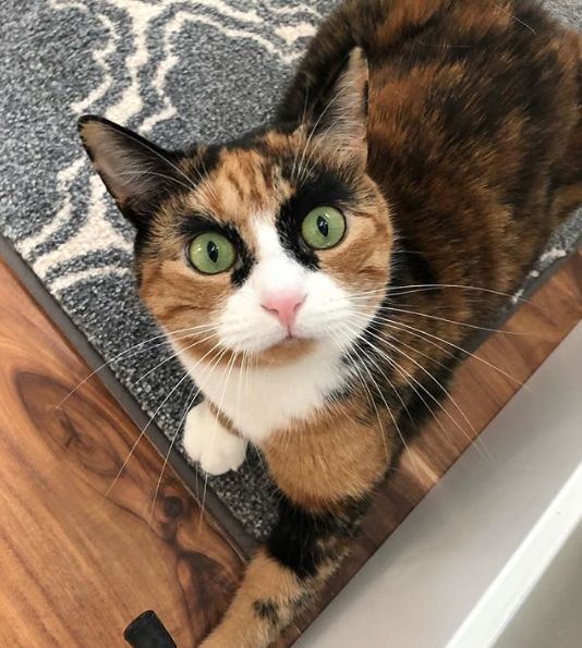 三花猫天生拥有特殊花纹就是这对浓黑眉毛太出戏了笑屎