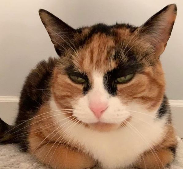 三花猫天生拥有特殊花纹就是这对浓黑眉毛太出戏了笑屎