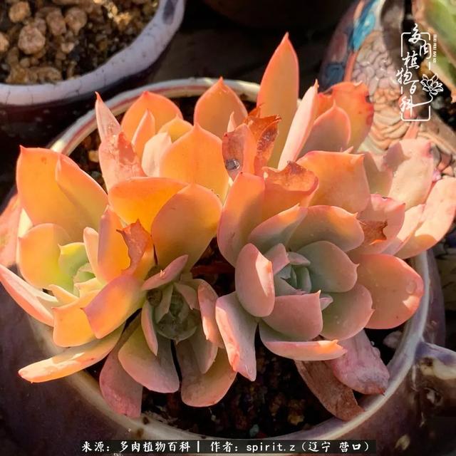 因为多肉,重拾画笔,始于爱好,陪伴至今,有你们真好