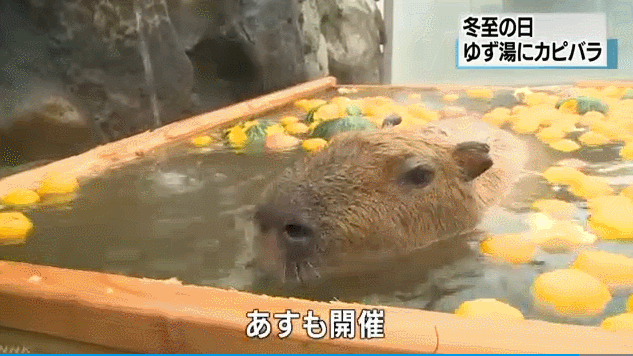 "网红"动物水豚日本享受柚子温泉浴 边泡边吃