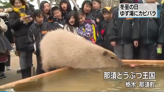 水豚泡温泉（NHK电视台）