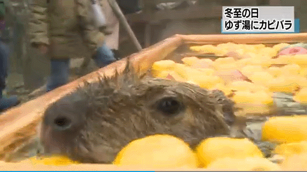 "网红"动物水豚日本享受柚子温泉浴 边泡边吃
