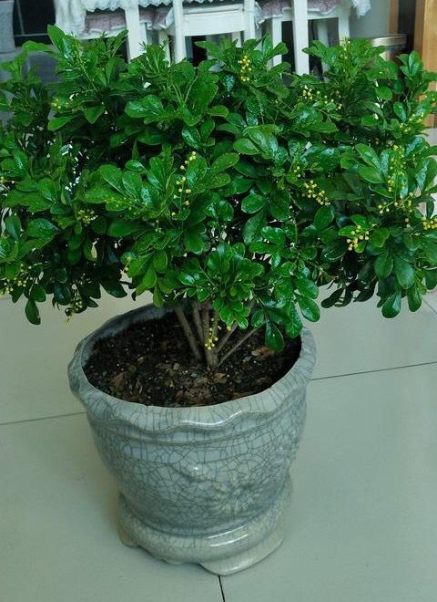 在室内怎么养米兰?注意简单的"几点",叶浓绿,花极香,常开花