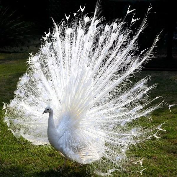 人家白的就是上相啊还能怎么样呢嗯得提一下白孔雀身段非常神仙大宛马