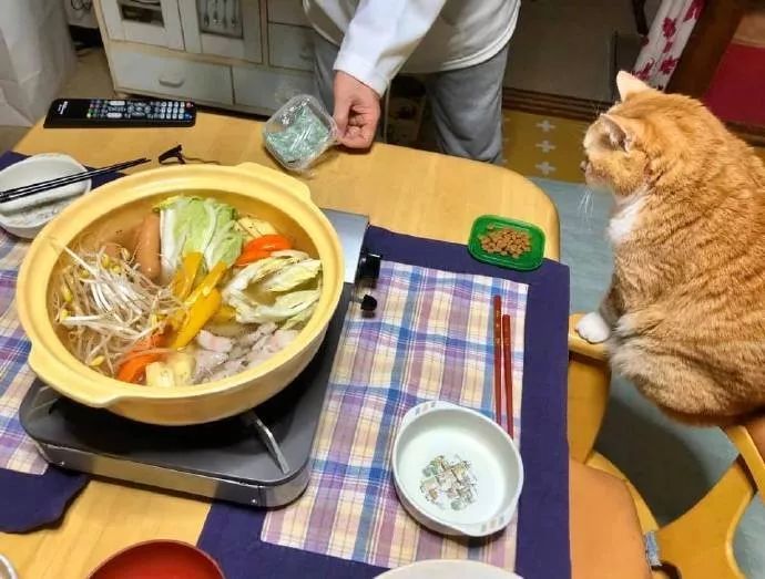 吃火锅时,猫在边上也等着吃,结果火太小,还没熟,猫都睡了!