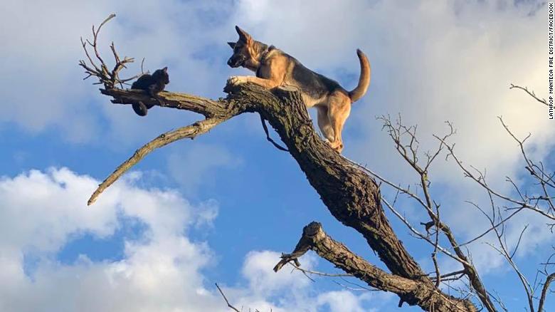 一只德国牧羊犬为了追猫冲到树上。(图源:脸书)