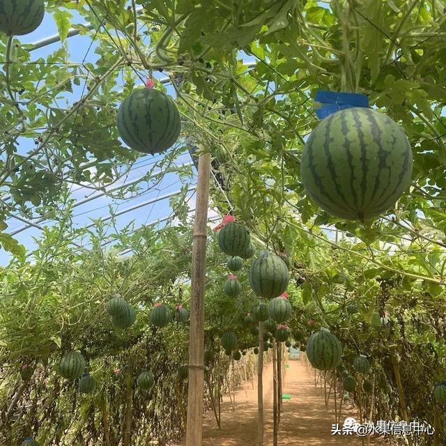 走进韩国西瓜园,这里的西瓜可以像苹果一样削皮吃