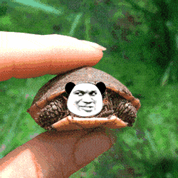 乌龟动态图表情包图片