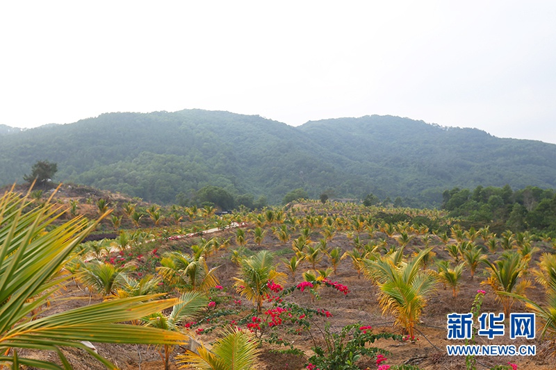 新兴农庄里种植的金椰子种苗.新华网 王雯君 摄