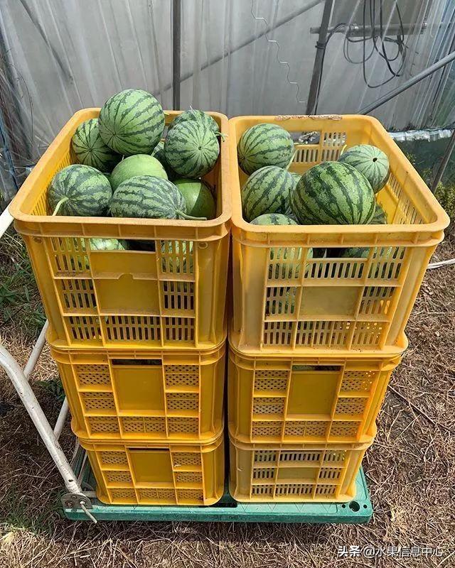 走进韩国西瓜园,这里的西瓜可以像苹果一样削皮吃