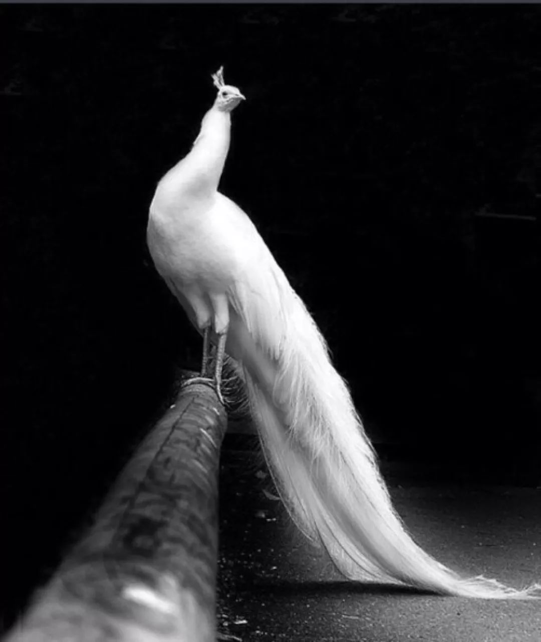 人家白的就是上相啊还能怎么样呢嗯得提一下白孔雀身段非常神仙大宛马