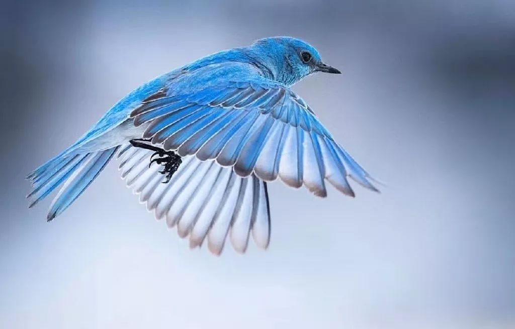 来不及解释了,快进来看鸟|螳螂_新浪新闻