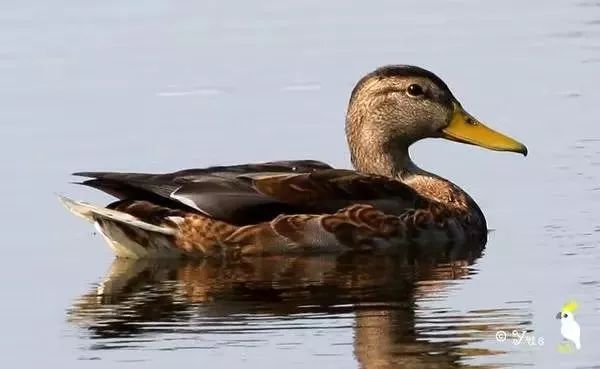 头不绿的绿头鸭安能辨我是雌雄鸭