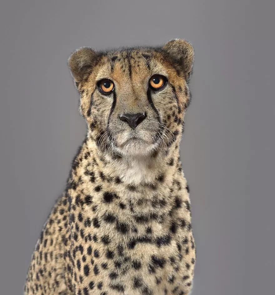 我敢打赌你没有见过这样帅气的大猫!