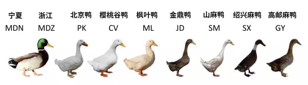 头不绿的绿头鸭安能辨我是雌雄鸭