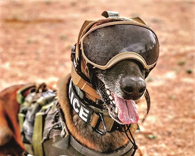 新型金钟罩保护军犬听力