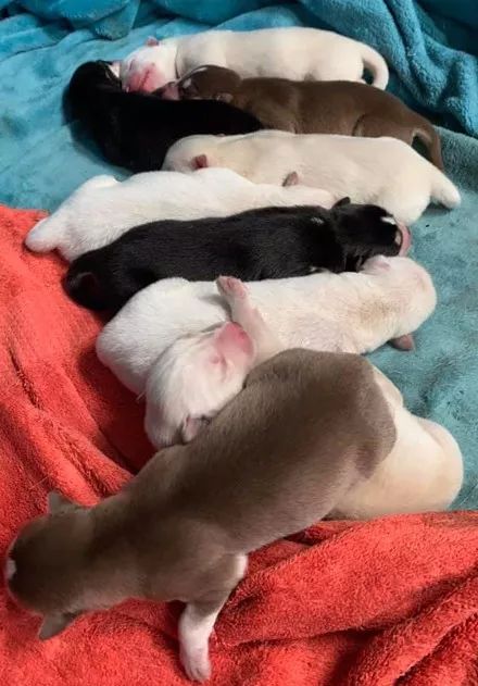 哈士奇意外怀孕生了一窝宝宝,然而看到狗子的长相后,网友笑疯了!