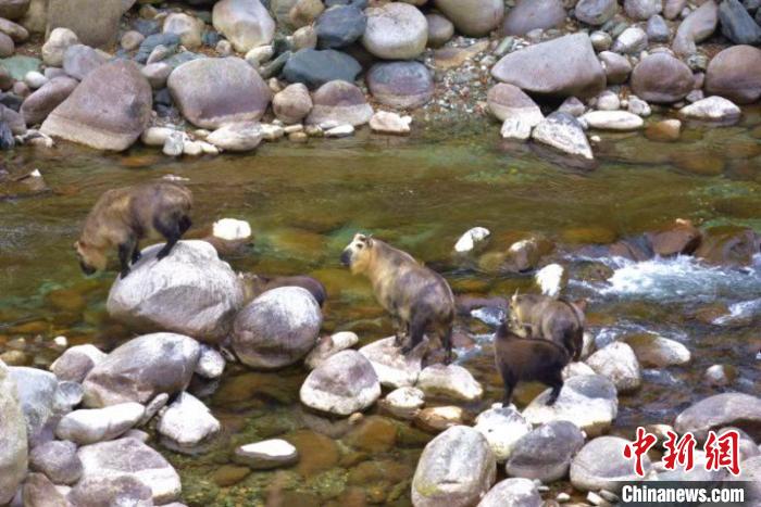 图为青川县唐家河自然保护区扭角羚列队过河。　陶剑　摄