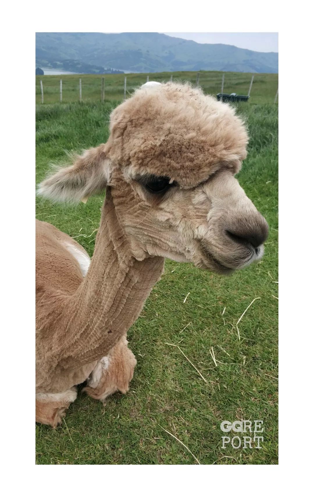 信小呆的2019:成为中国锦鲤,我就有好运气了吗?