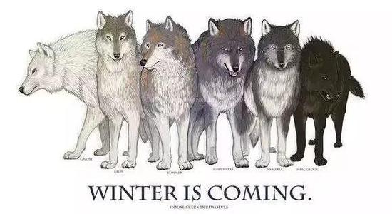 为什么狼性文化的公司狗却越来越多