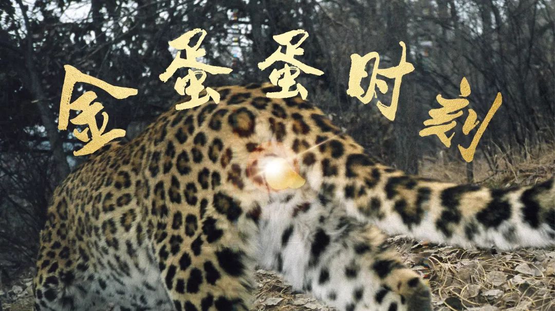 你们使金蛋蛋如此闪亮