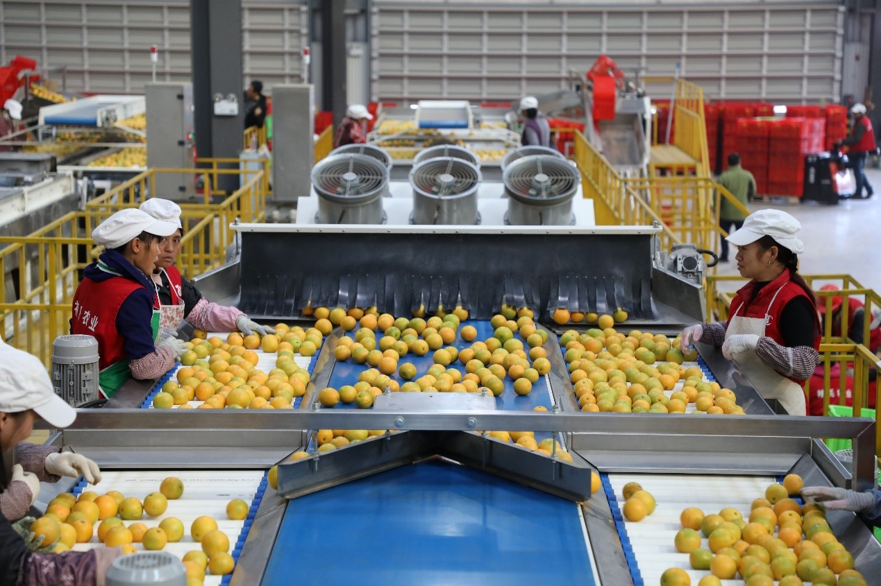 褚氏云冠橙登陆年货节拼多多助推数字水果新消费