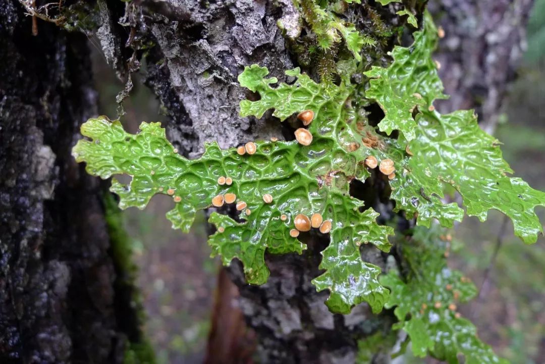 没有地衣你还怎么吃土