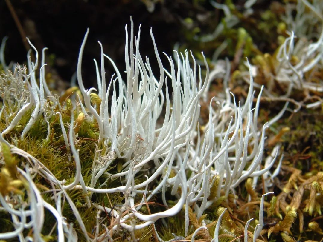 没有地衣你还怎么吃土