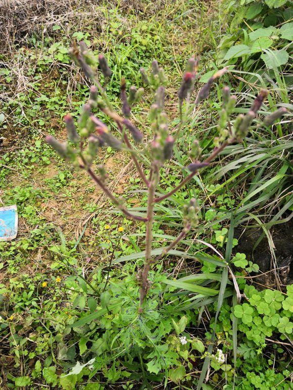 苦丁,见过吗?清热解毒,祛风活血.用于口腔溃疡,咽喉肿痛