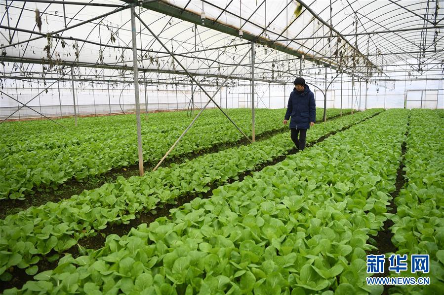 重庆潼南一蔬菜基地的工作人员在蔬菜大棚内例行检查（12月20日摄）。新华社记者 唐奕 摄
