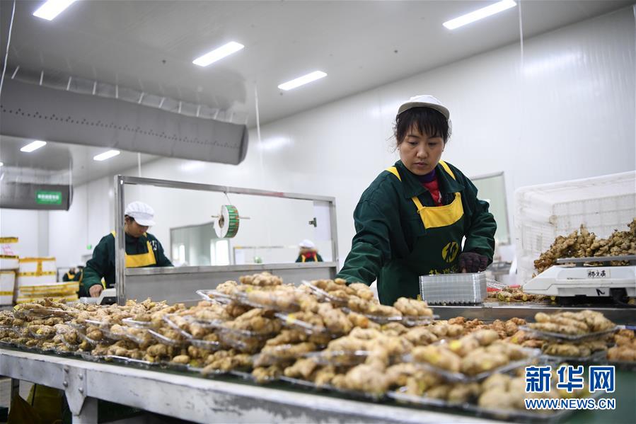 重庆潼南一家果蔬加工企业工人在进行蔬菜加工（12月20日摄）。新华社记者 唐奕 摄