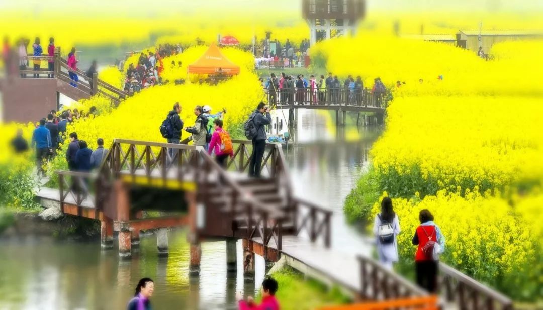沼泽洼地土地利用模式:江苏兴化垛田传统农业系统|兴化_新浪新闻