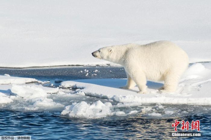 浮冰上的北极熊。