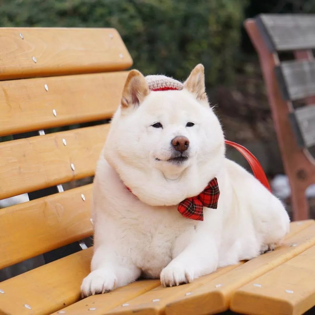 好好的一只白柴,胖成了北极熊!