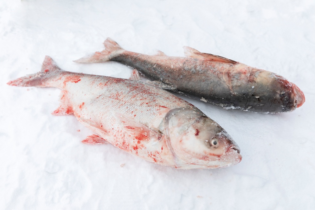 年货节年年有鱼,苏宁超市原产地直采查干湖胖头鱼