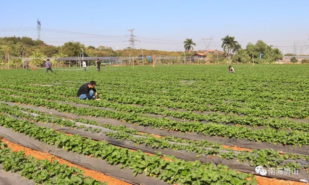 香7号和太空2008)共4个品种已成熟狮山这家农场拥有8亩草莓田入园免费