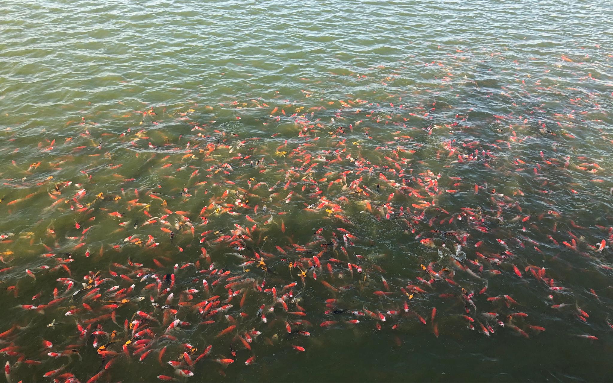 冬季天冷，需要用饵料吸引锦鲤上浮。摄