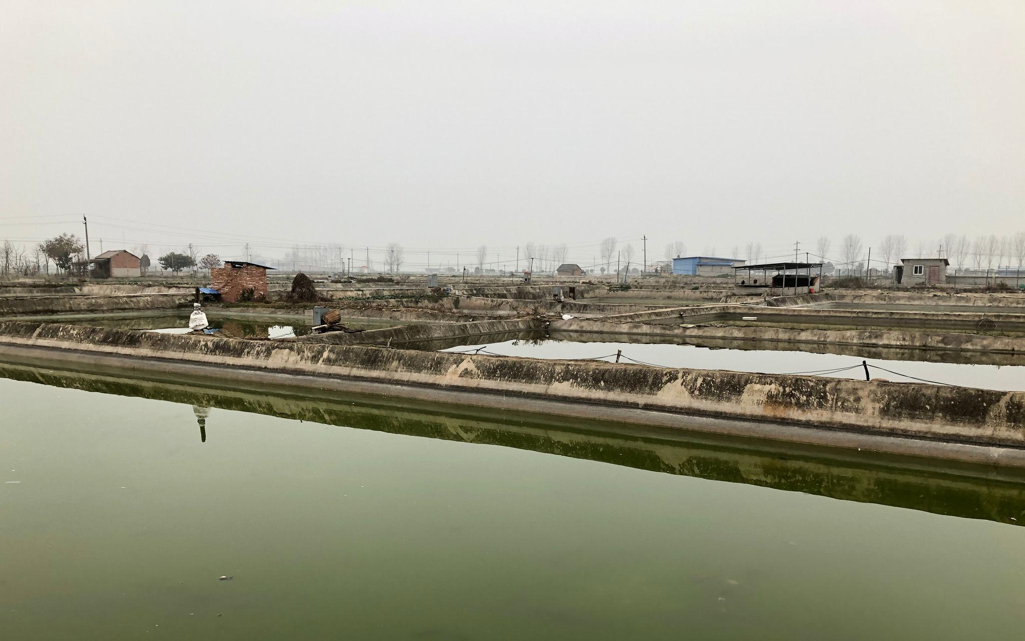 鱼塘在向寨村中随处可见。摄