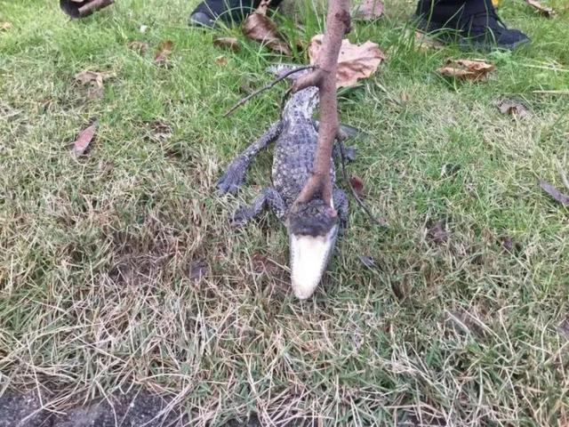 惊吓宁波这条河里钓上一条鳄鱼哪儿来的